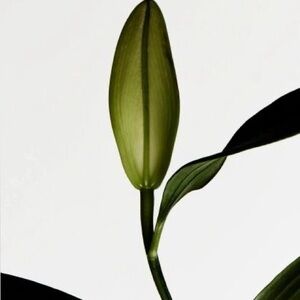 Hedidaus bird necklace